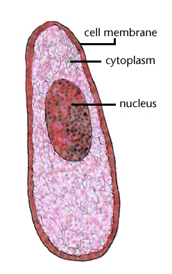 Labelled Animal Cell