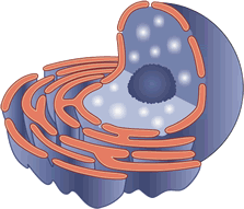 Module 1:  Cell Biology