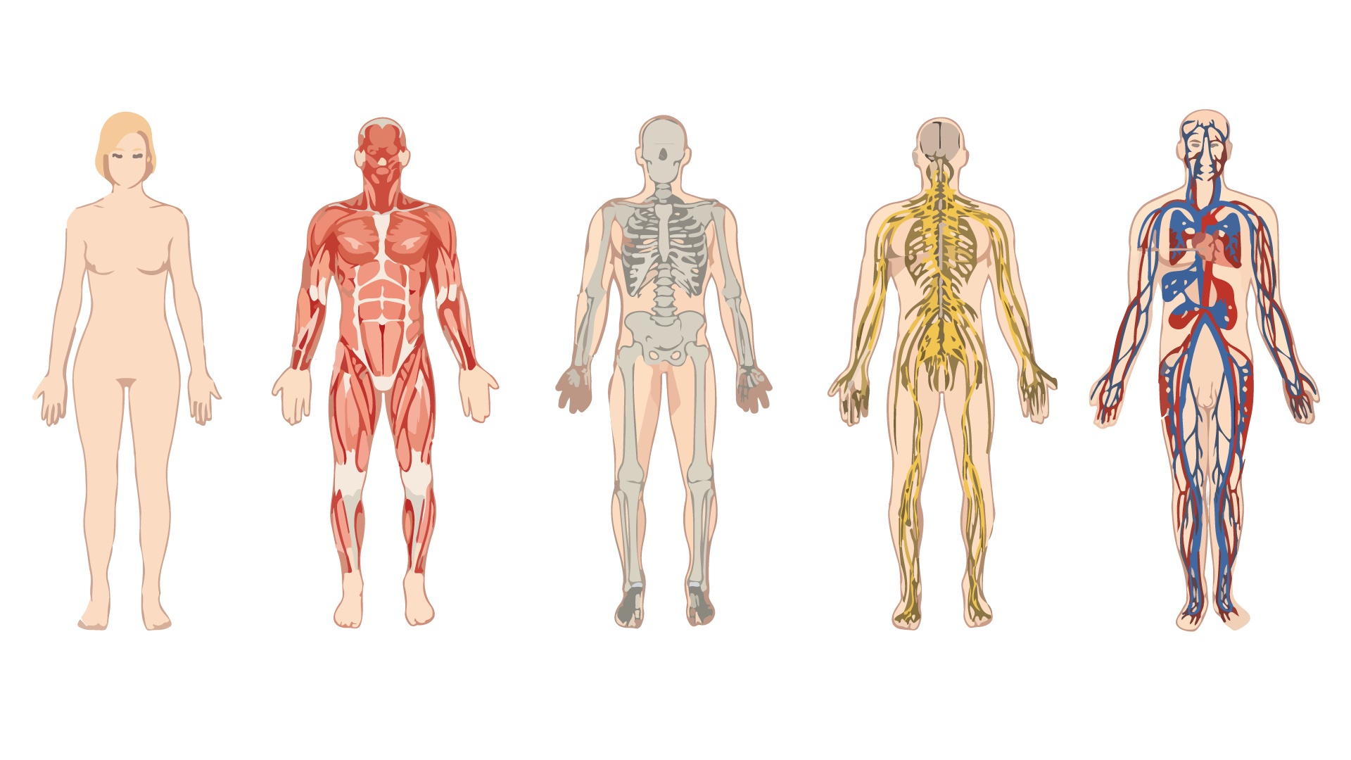 Body systems from https://commons.wikimedia.org/wiki/File:Organ_Systems_rearranged.png